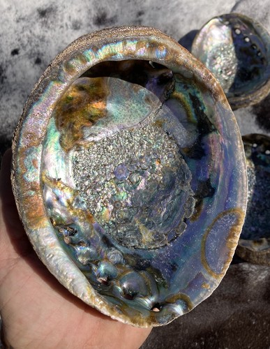 Large abalone mother pearl - of,