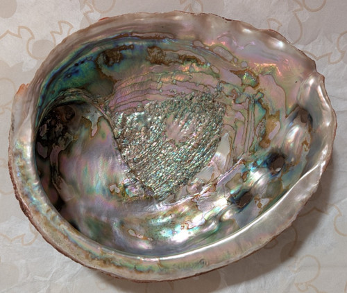 Red abalone shell haliotis - red,