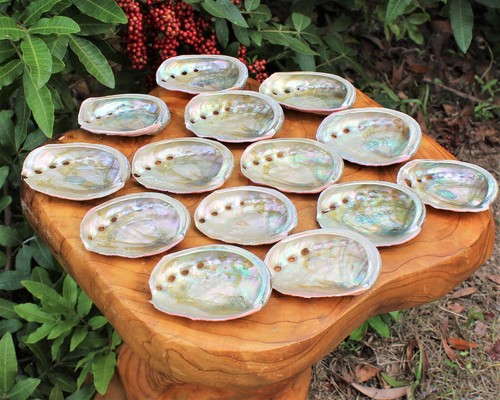 Small natural abalone shells - small,