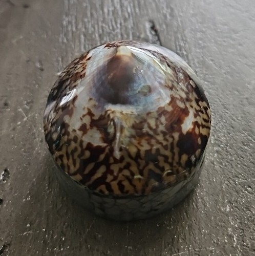 Vtg handmade mother - of, pearl