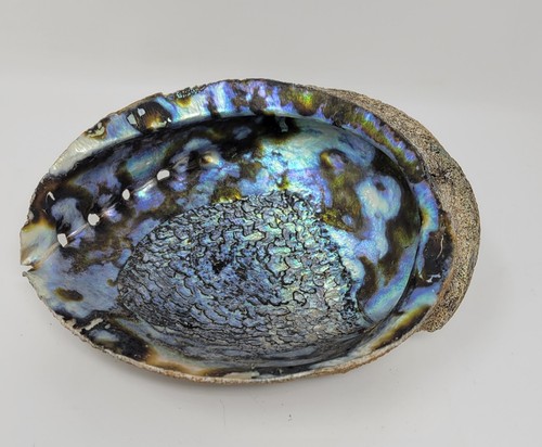 Extra large abalone shell x - abalone,