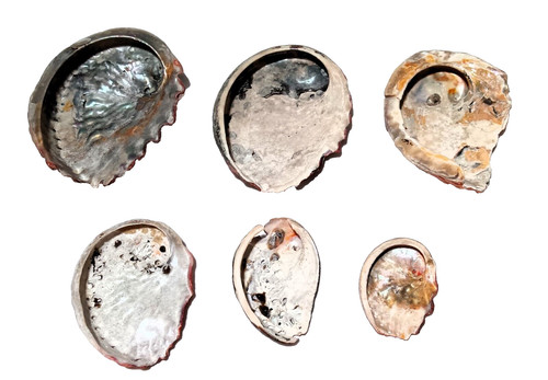 Small abalone shells - , 6x