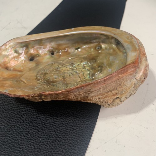 Vintage abalone shell - vintage, in