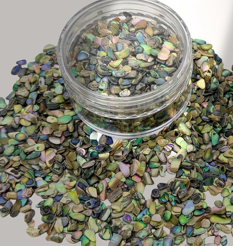 Paua abalone shell - shell, pieces