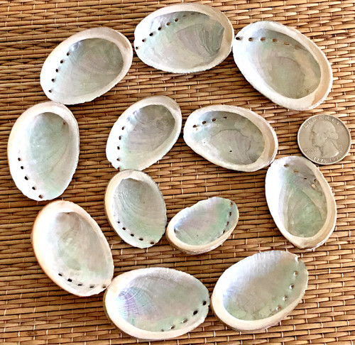 Small black abalone sea - small,