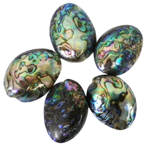 Paua shell small lot 1 - small,
