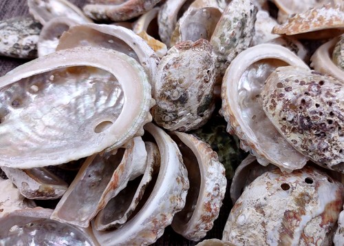 Natural baby abalone - baby, seashells