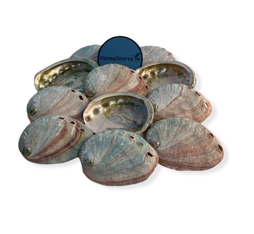 Red abalone sea shell one - red, side