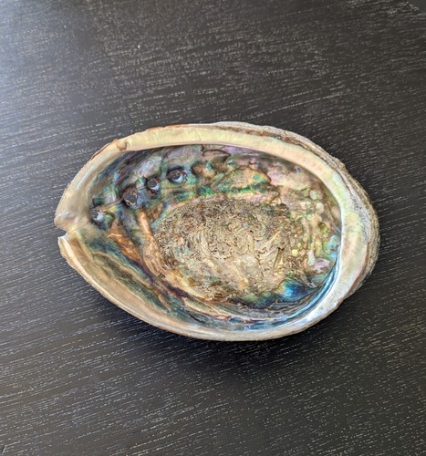 Large abalone sea - large, 5.5”